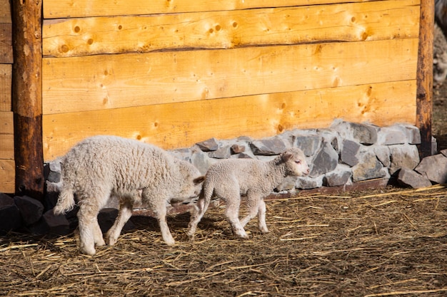 Schapen op de boerderij die hooi eten