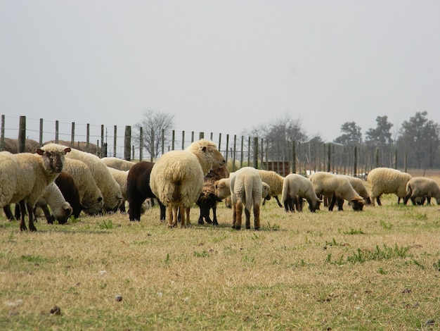 schapen op de boerderij