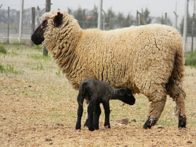 schapen op de boerderij