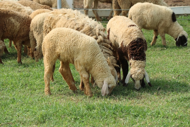 Schapen op de boerderij