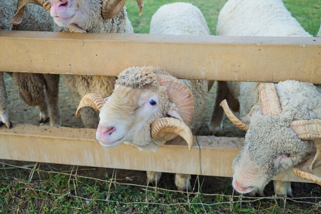 Foto schapen op de boerderij