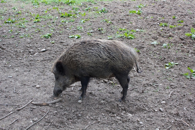 Schapen op de grond