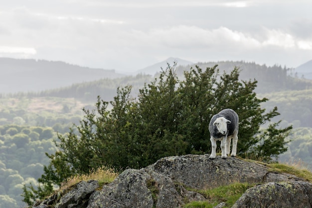 Schapen op de klif bij de berg tegen de lucht