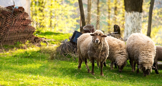 Schapen op de weide. Lente, boerderij.