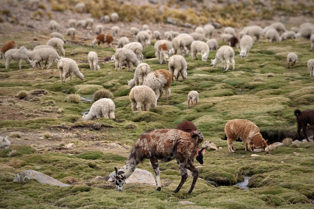 Schapen op de weide