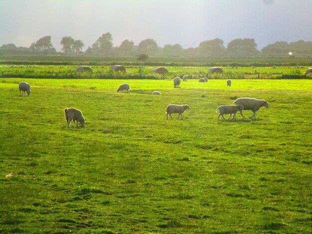 Foto schapen op de weide