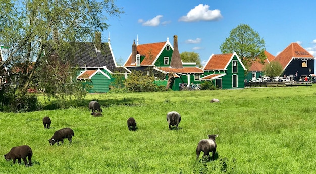 Foto schapen op de weide