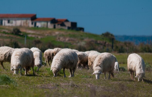 Foto schapen op de weide