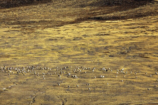 schapen op een bergweide