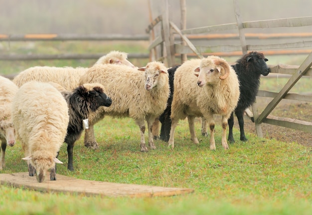 Schapen op een boerderij in de mist