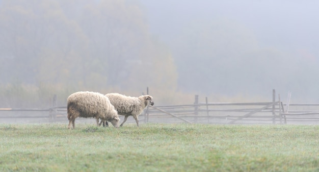 Schapen op een boerderij in de mist