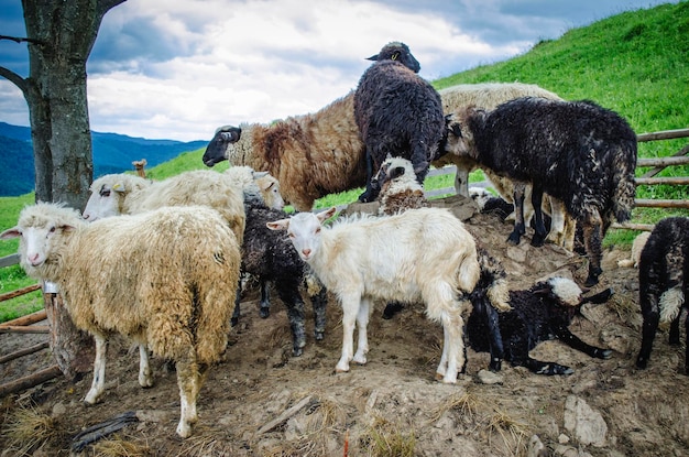 Schapen op een boerderij