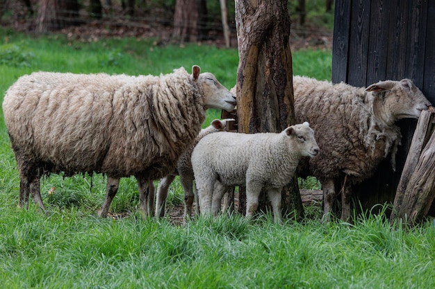 schapen op een Duitse weide