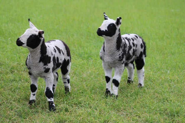 Foto schapen op een veld