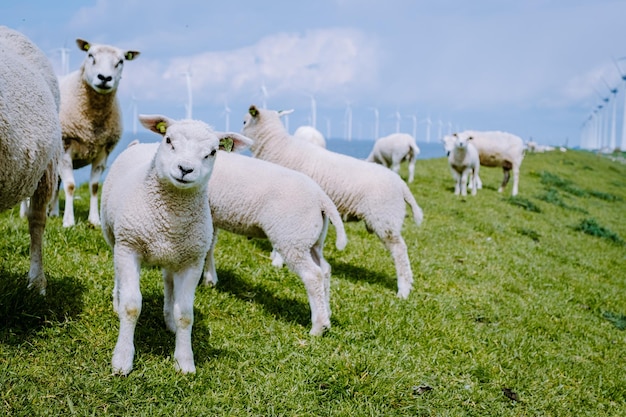 Schapen op een veld
