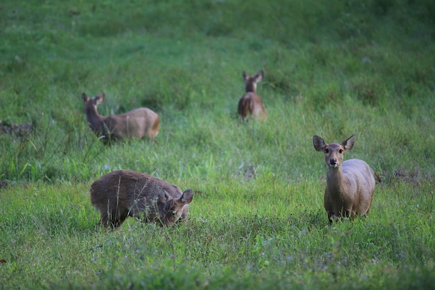 Foto schapen op een veld