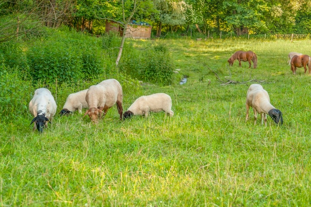 schapen op een weide