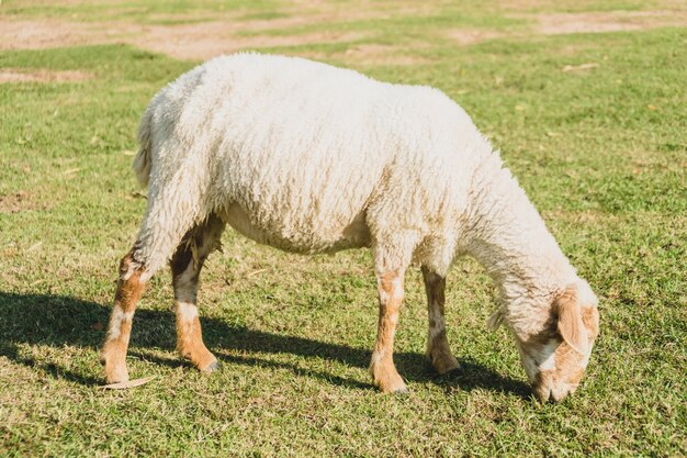 Schapen op groen gras