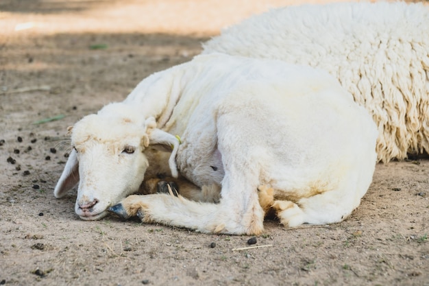 Schapen op groen gras