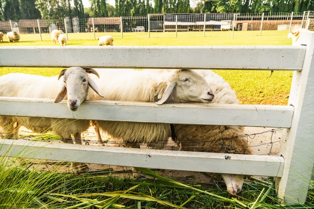 Schapen op groen gras