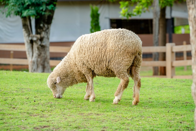 Schapen op groen grasveld in boerderij.