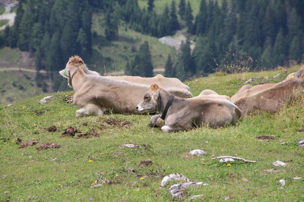 Foto schapen op het gras.