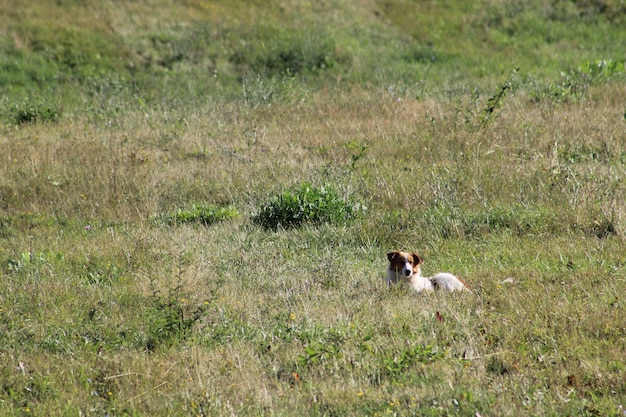 Foto schapen op het gras.