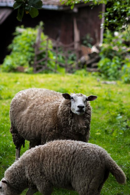 Foto schapen op het gras.