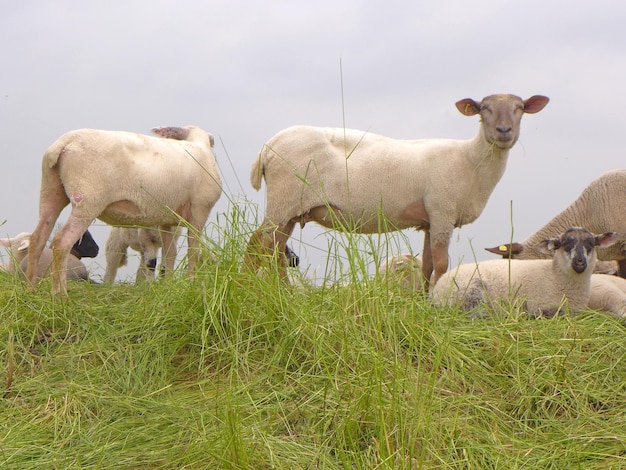 Schapen op het gras.
