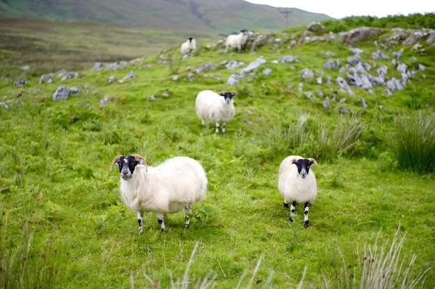 Schapen op het grasland