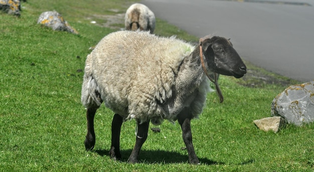 Schapen op het grasland