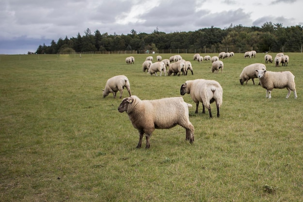 Schapen op het grasveld