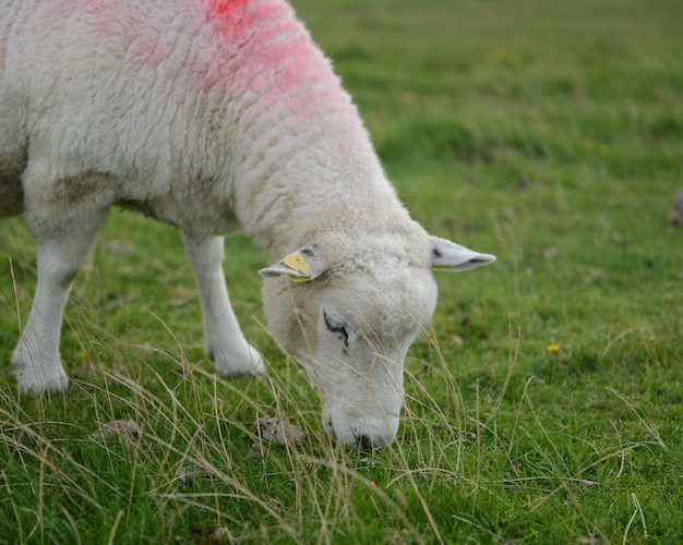 Schapen op het grasveld