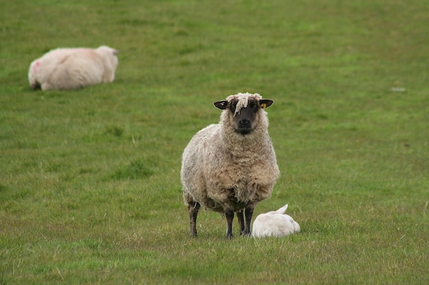 Schapen op het groene veld
