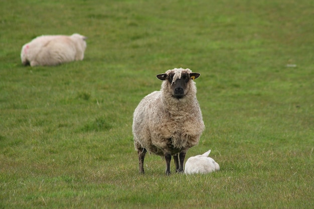 Foto schapen op het groene veld