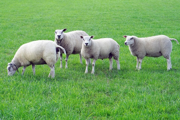 Schapen op het groene veld