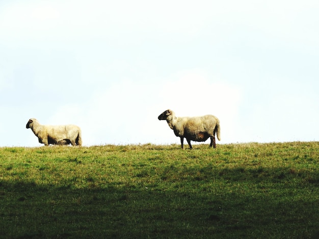 Schapen op het veld tegen de lucht