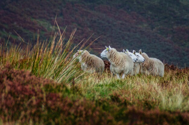 Foto schapen op het veld