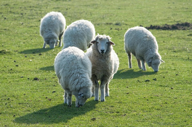 Schapen op het veld