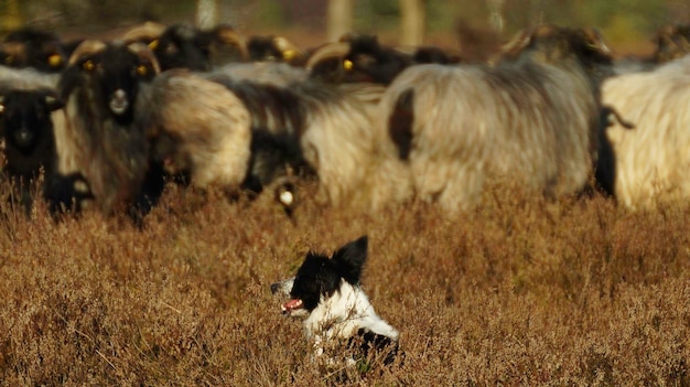 Foto schapen op het veld