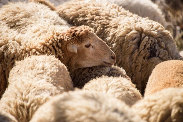 Foto schapen op het veld