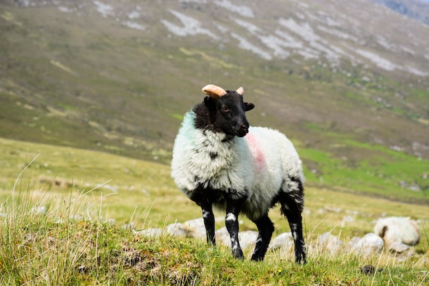 Schapen op het veld