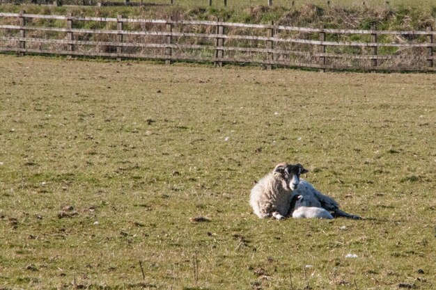 Schapen op het veld