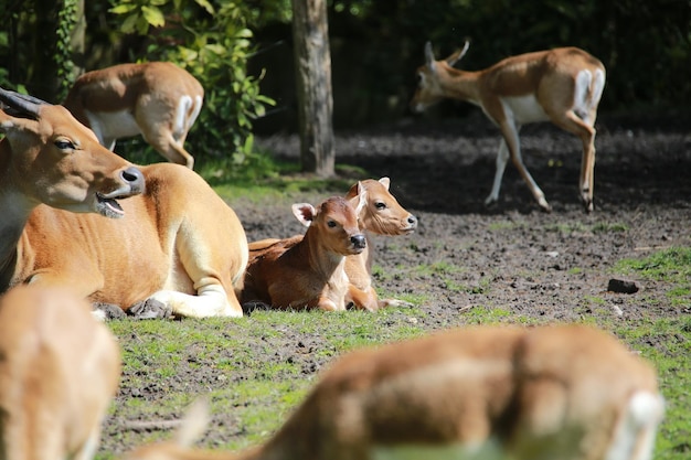 Foto schapen op het veld