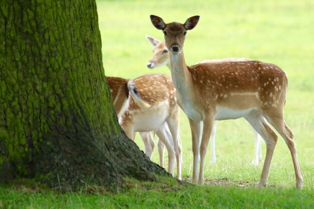 Foto schapen op het veld