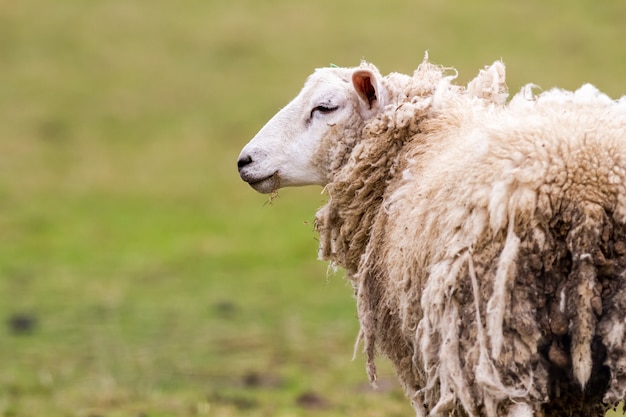 Schapen op het veld