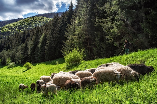 Schapen op het weiland in de Cutkovska-vallei, Slowakije