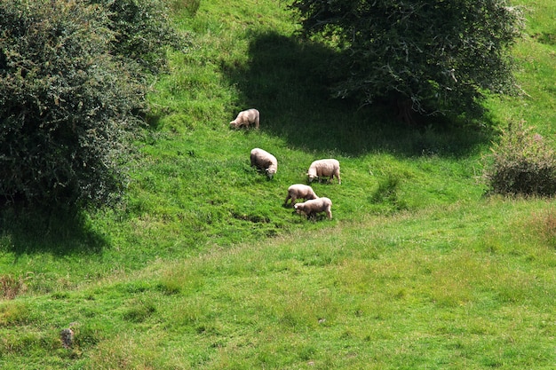 Schapen op heuvels en velden van Nieuw-Zeeland