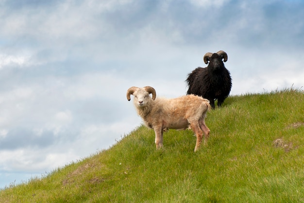 Schapen op Mykines, Faeröer