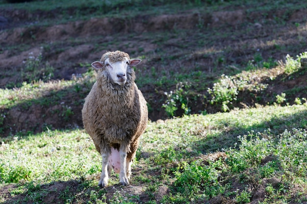 Schapen op prachtige bergweide